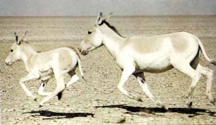 ما تفسير رؤية الحمار الأبيض في المنام