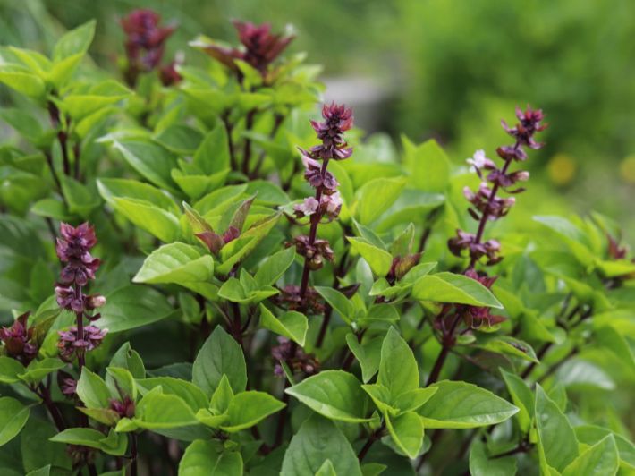 ما تفسير اكل الريحان في المنام