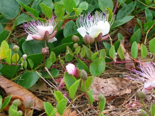تفسير رؤية نبات القبار في المنام