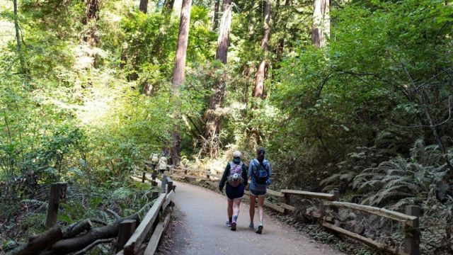 تفسير رؤية المشي وسط الزرع في المنام