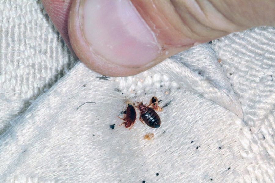 تفسير رؤية حشرات على الفراش في المنام