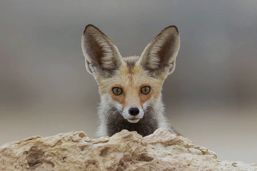 تفسير رؤية لحم الثعلب في المنام