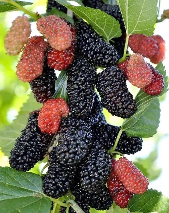 تفسير حلم أكل التوت من الشجرة في المنام