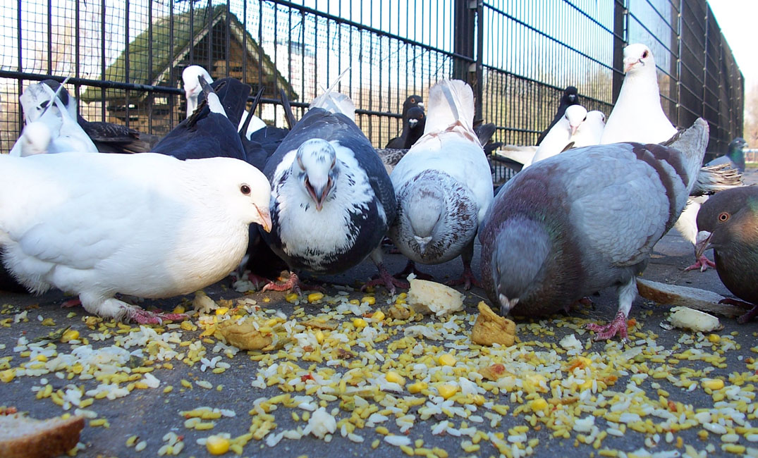 تفسير حلم تربية الحمام