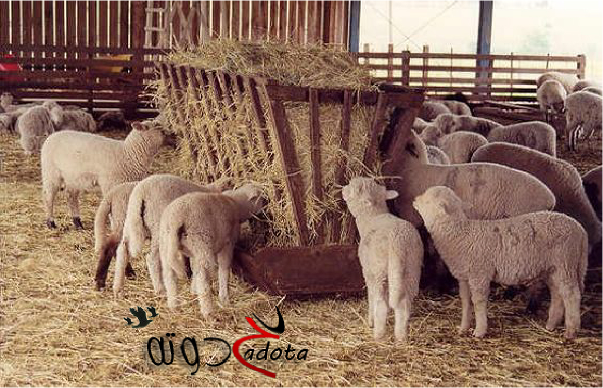 تفسير رؤية قطيع الغنم في المنام لابن سيرين