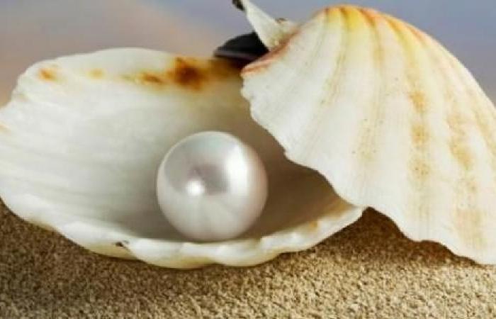 تفسير رؤية استخراج اللؤلؤ من المحار في الحلم