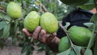 تفسير حلم رؤية قطف ثمار الجوافة في المنام