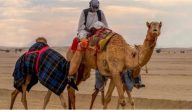 تفسير حلم رؤية ركوب الجمل والسير به في المنام