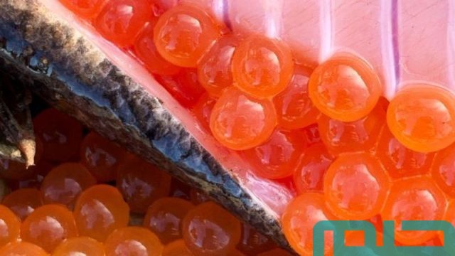 تفسير أكل بيض السمك