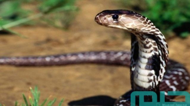 تفسير الثعبان في المنام