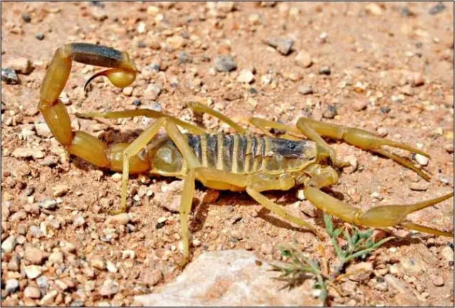تفسير العقرب في الحلم