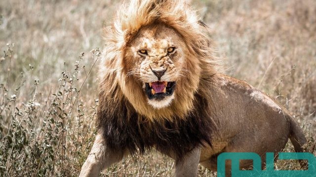 تفسير حلم الأسد يطاردني