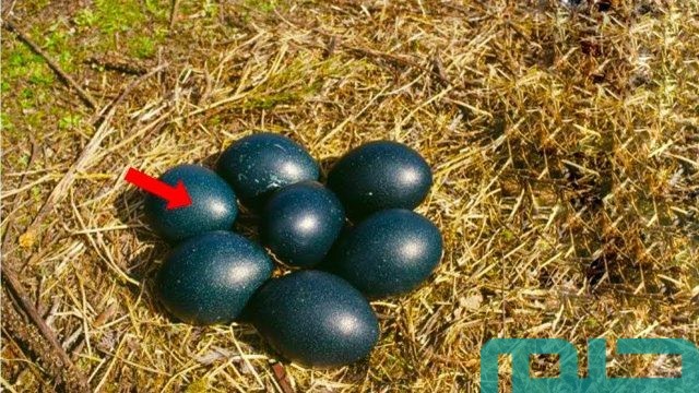 تفسير حلم البيض الأسود