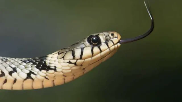 تفسير حلم الثعابين الصغيرة