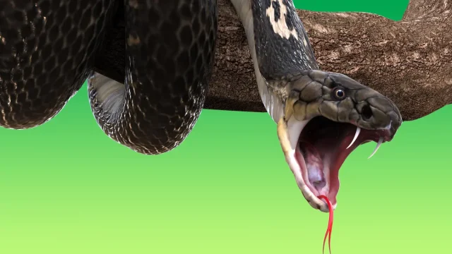 تفسير حلم ثعبان مقطوع