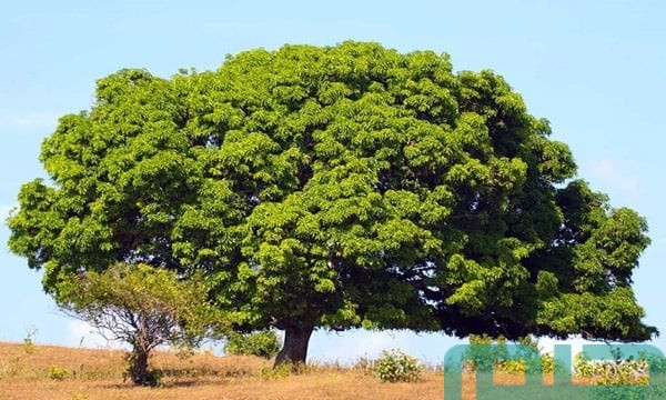 تفسير حلم رؤية الشجرة