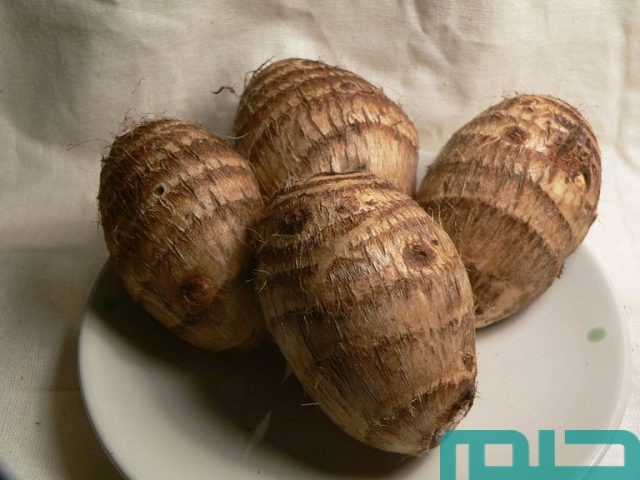 تفسير حلم رؤية القلقاس
