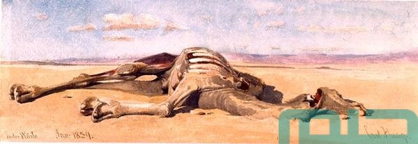 تفسير حلم موت الجمل