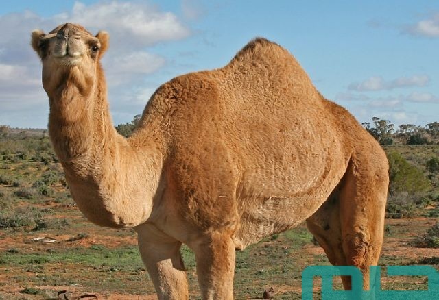 تفسير حلم موت الجمل
