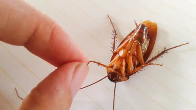 تفسير رؤية الصراصير في