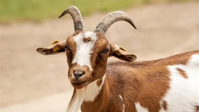 تفسير رؤية الماعز تلد