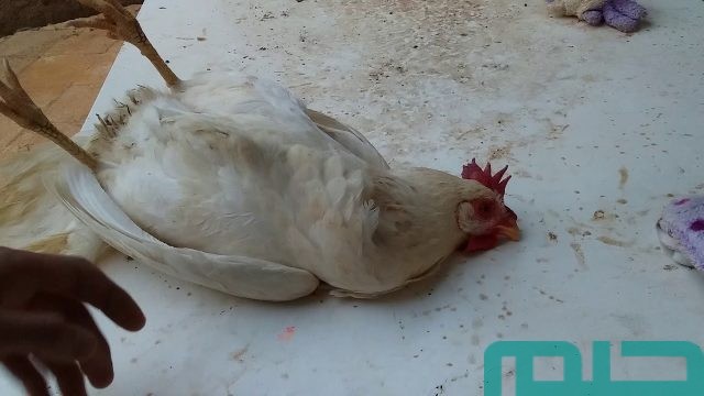 تفسير رؤية موت الدجاج