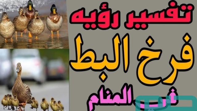 تفسير فرخ البط والفراخ