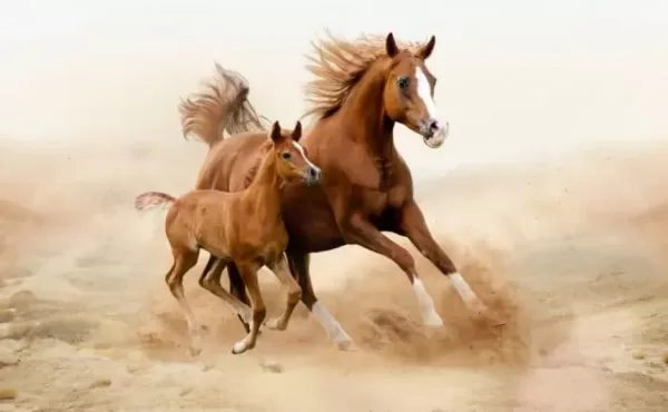 ما تفسير حلم الخوف