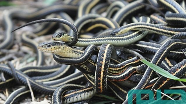 ما تفسير رؤية الثعابين