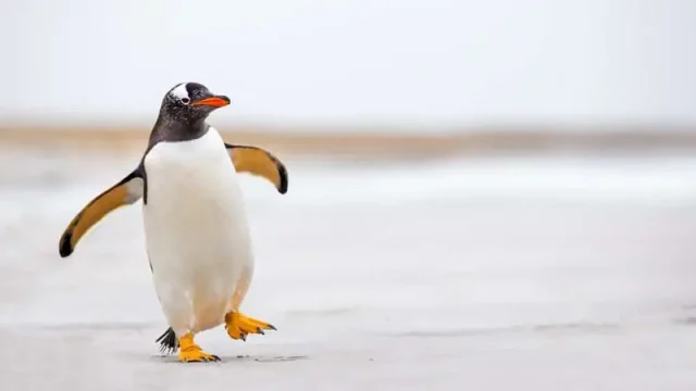 تفسير حلم رؤية البطريق