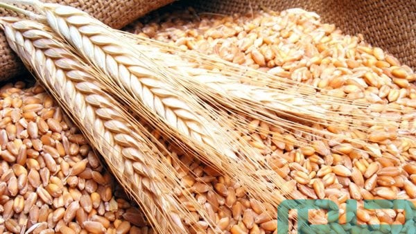 تفسير حلم رؤية الحنطة