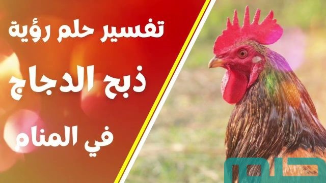 تفسير حلم رؤية الدجاجة