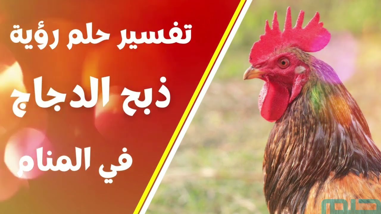 تفسير حلم رؤية الدجاجة المذبوحة في المنام